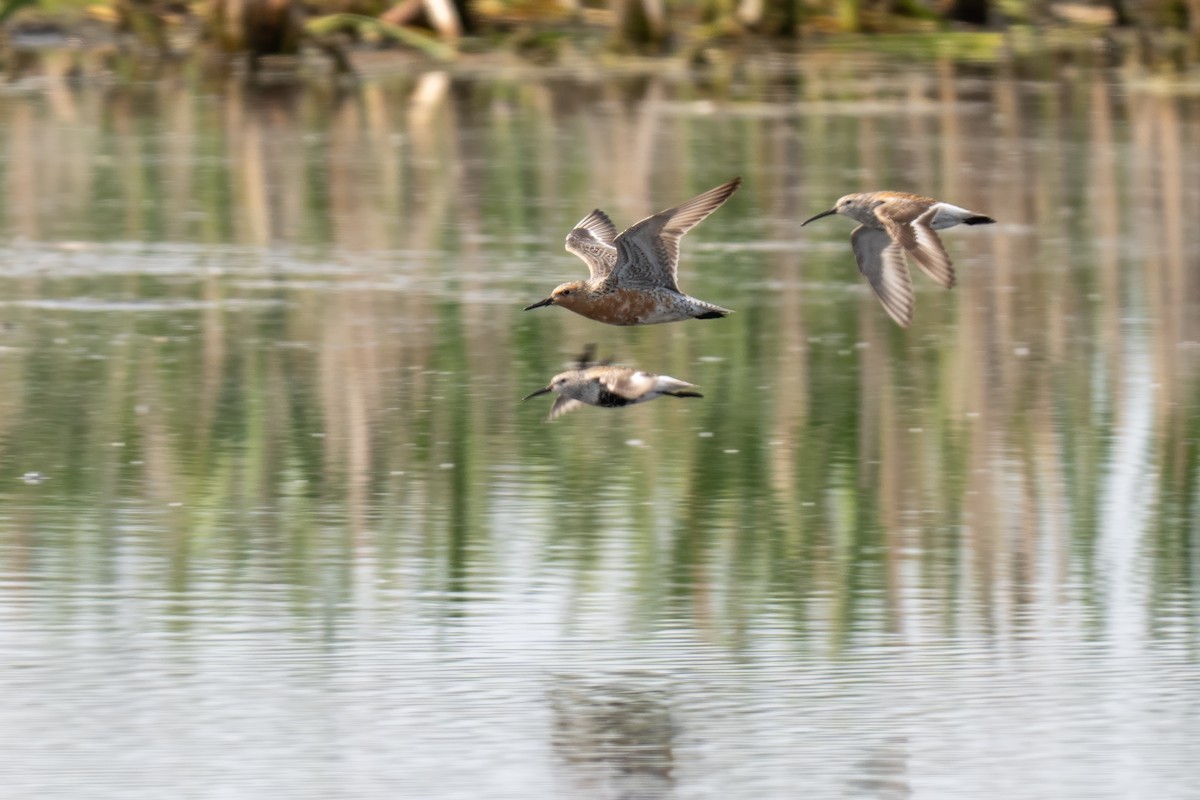Red Knot - ML638491874
