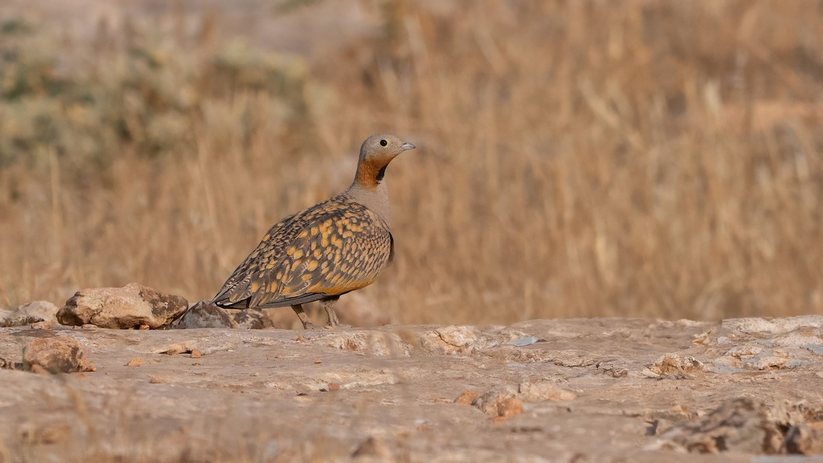 Black-bellied Sandgrouse - ML638491887