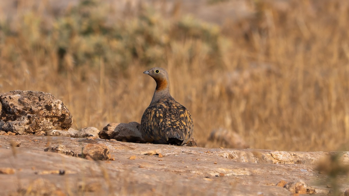 Black-bellied Sandgrouse - ML638491888
