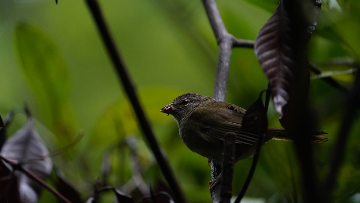 Olive Sparrow - ML638491908