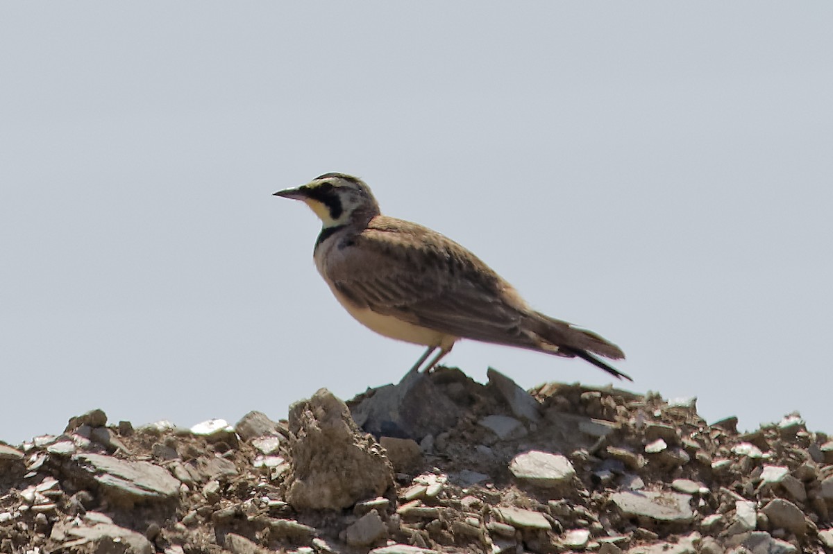 Horned Lark - ML638491914