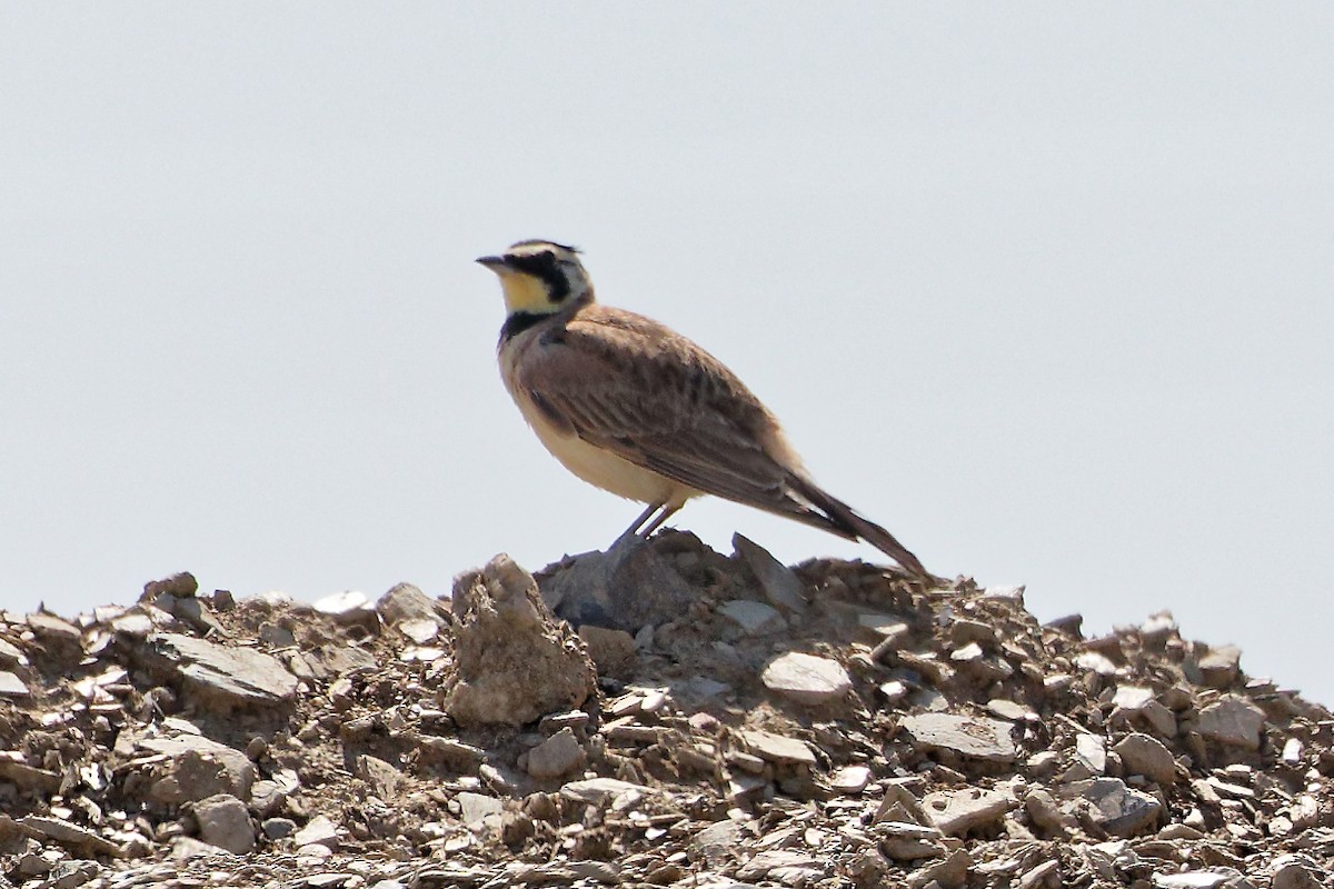 Horned Lark - ML638491915