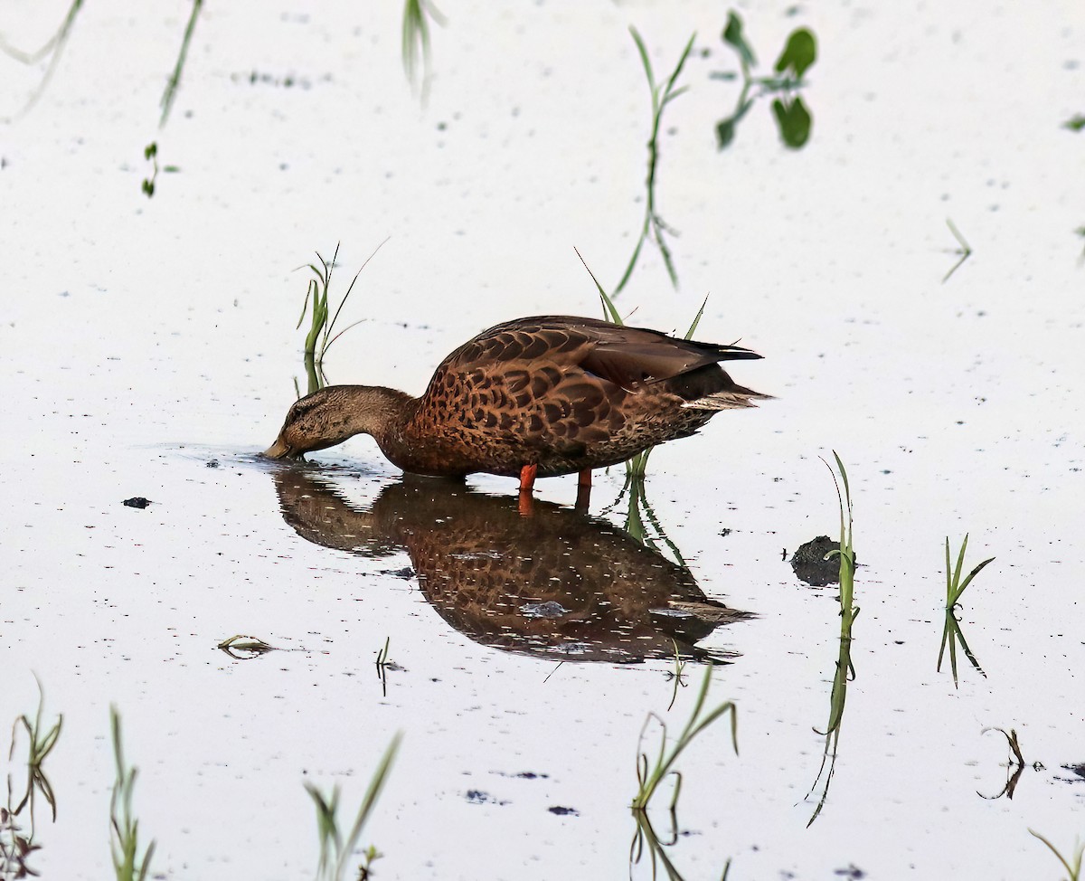 Mallard - ML638491934