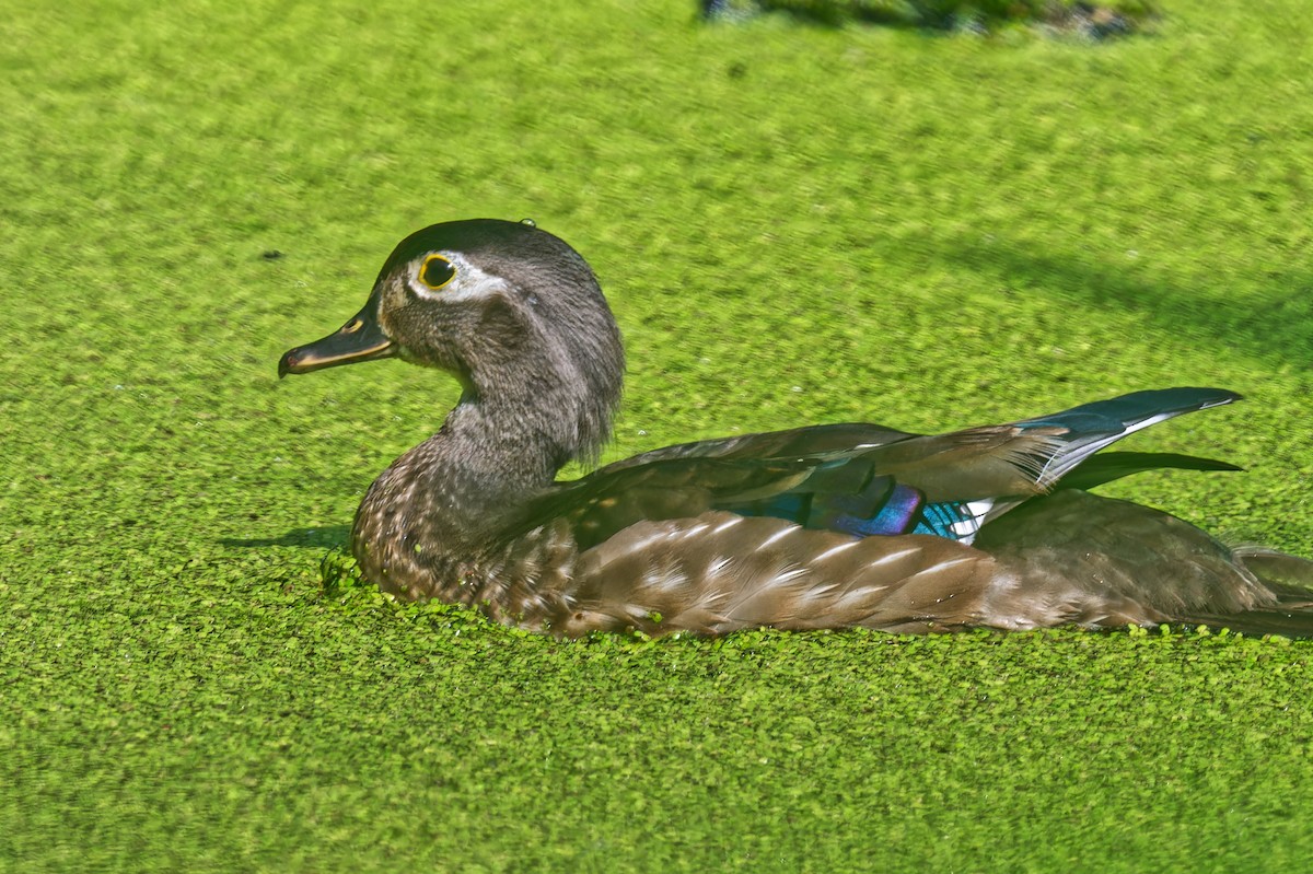 美洲鴛鴦 - ML638491972