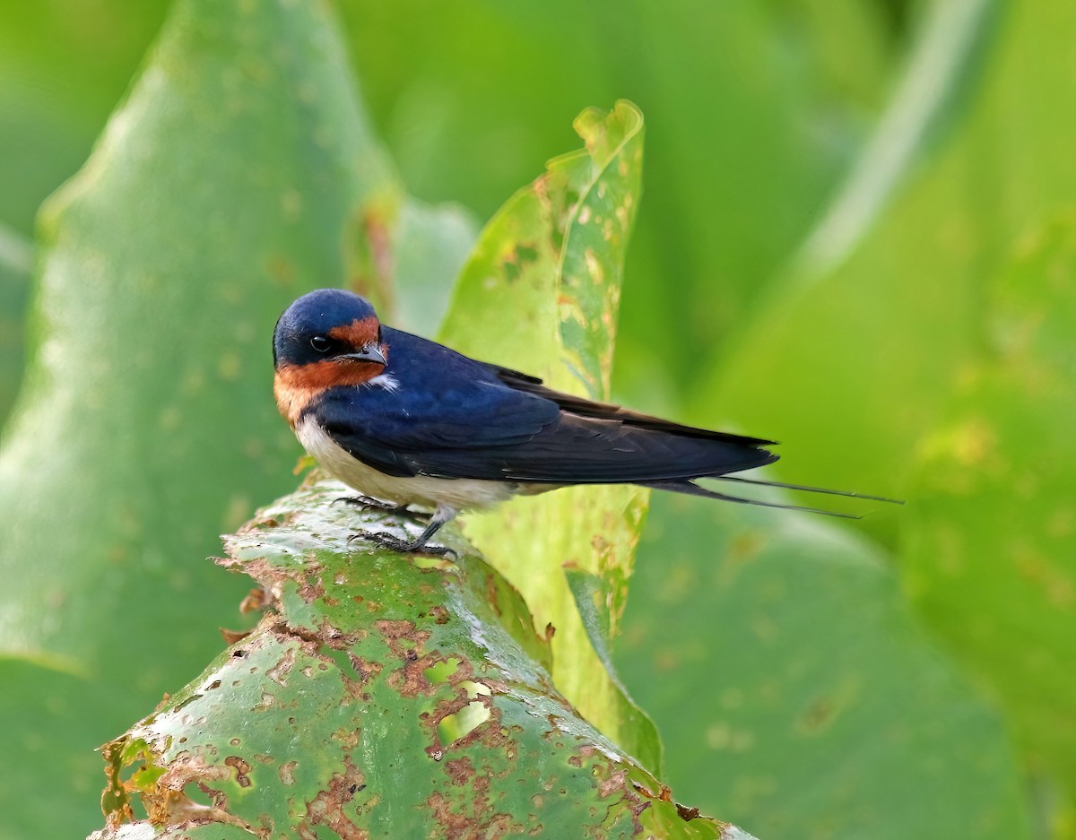 Golondrina Común - ML638491978