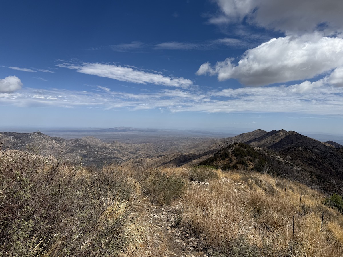 null - ML638491985