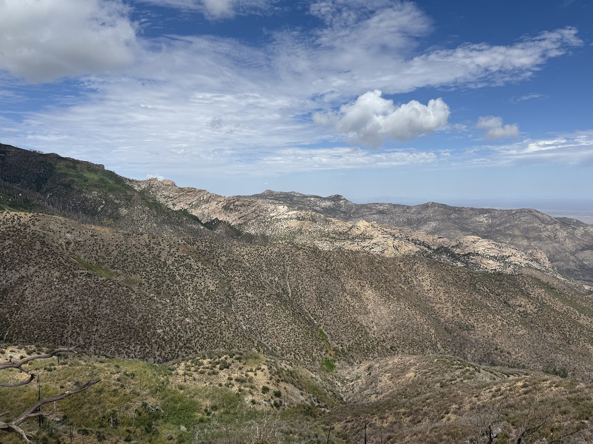 null - ML638491986