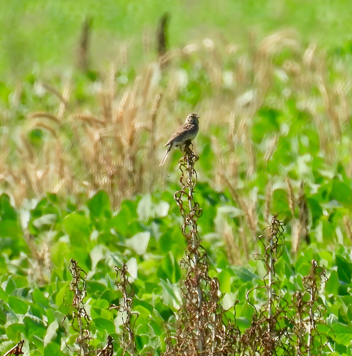 Vesper Sparrow - ML638492018