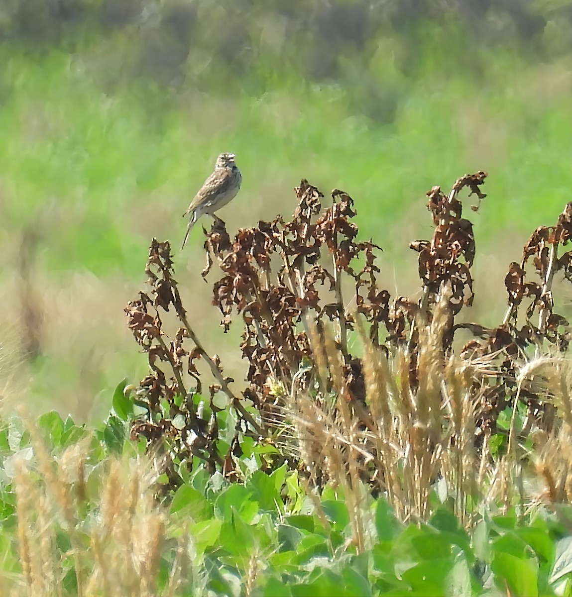 Vesper Sparrow - ML638492019