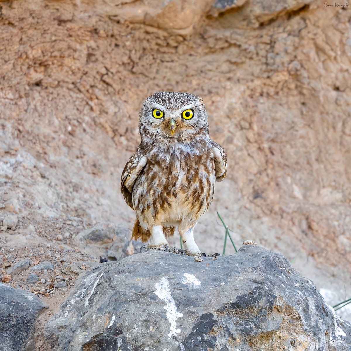 Little Owl - ML638492041