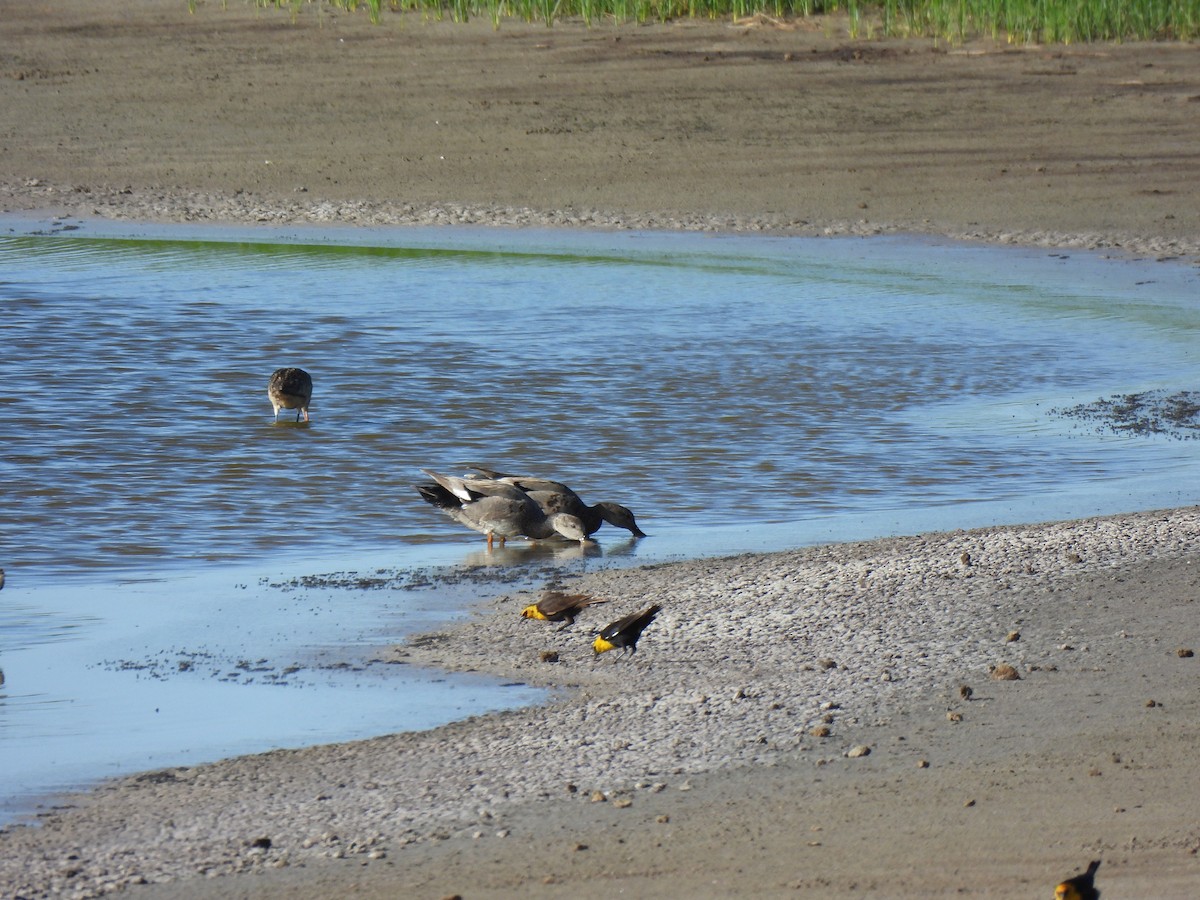 Gadwall - ML638492044