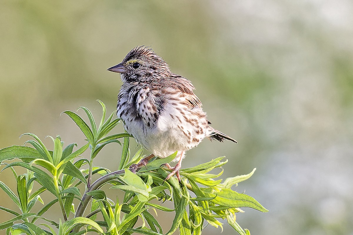 Savannah Sparrow - ML638492046