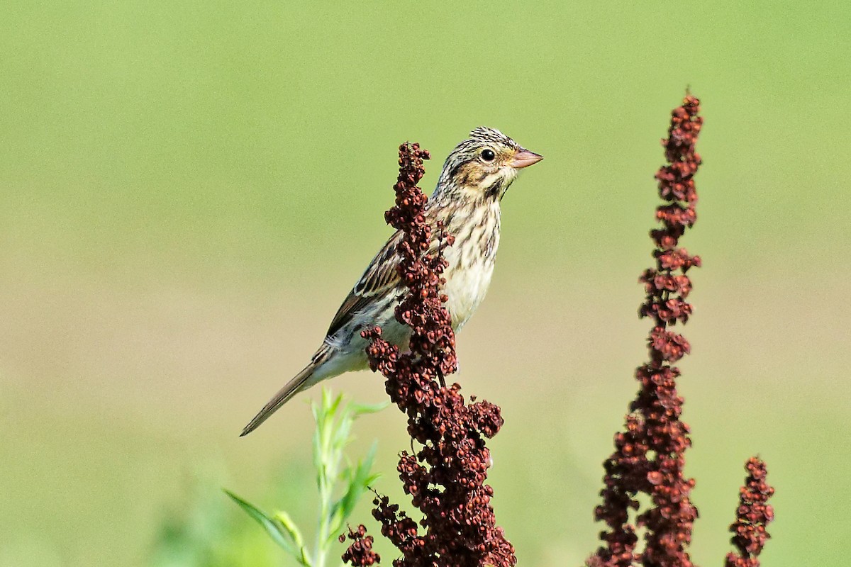 Savannah Sparrow - ML638492047