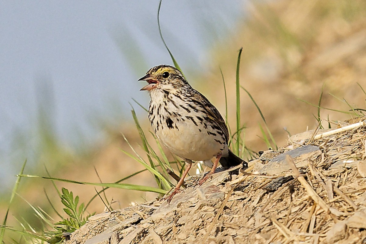 Savannah Sparrow - ML638492048