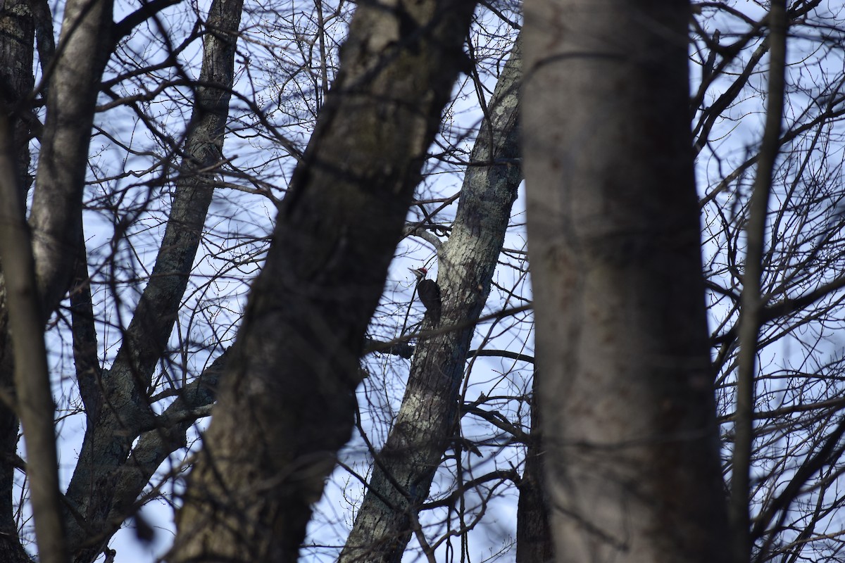 Pileated Woodpecker - ML638492058