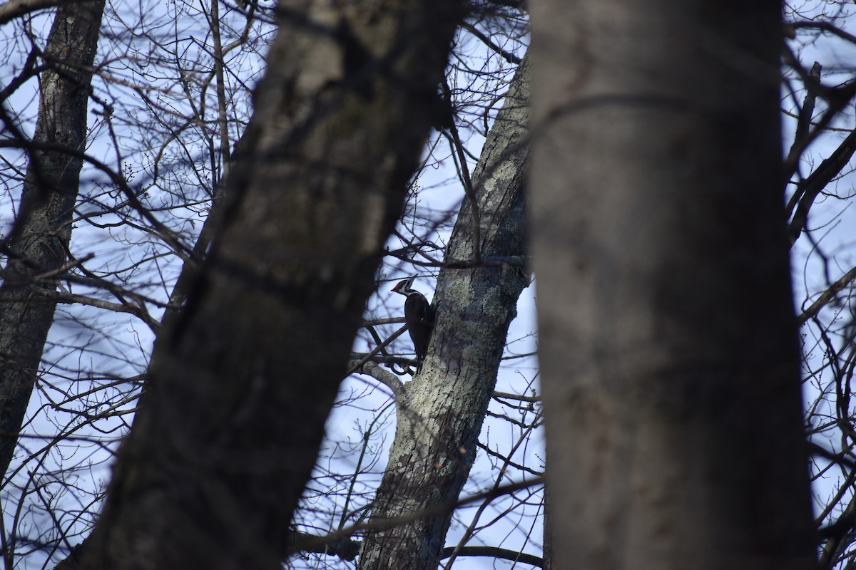 Pileated Woodpecker - ML638492059