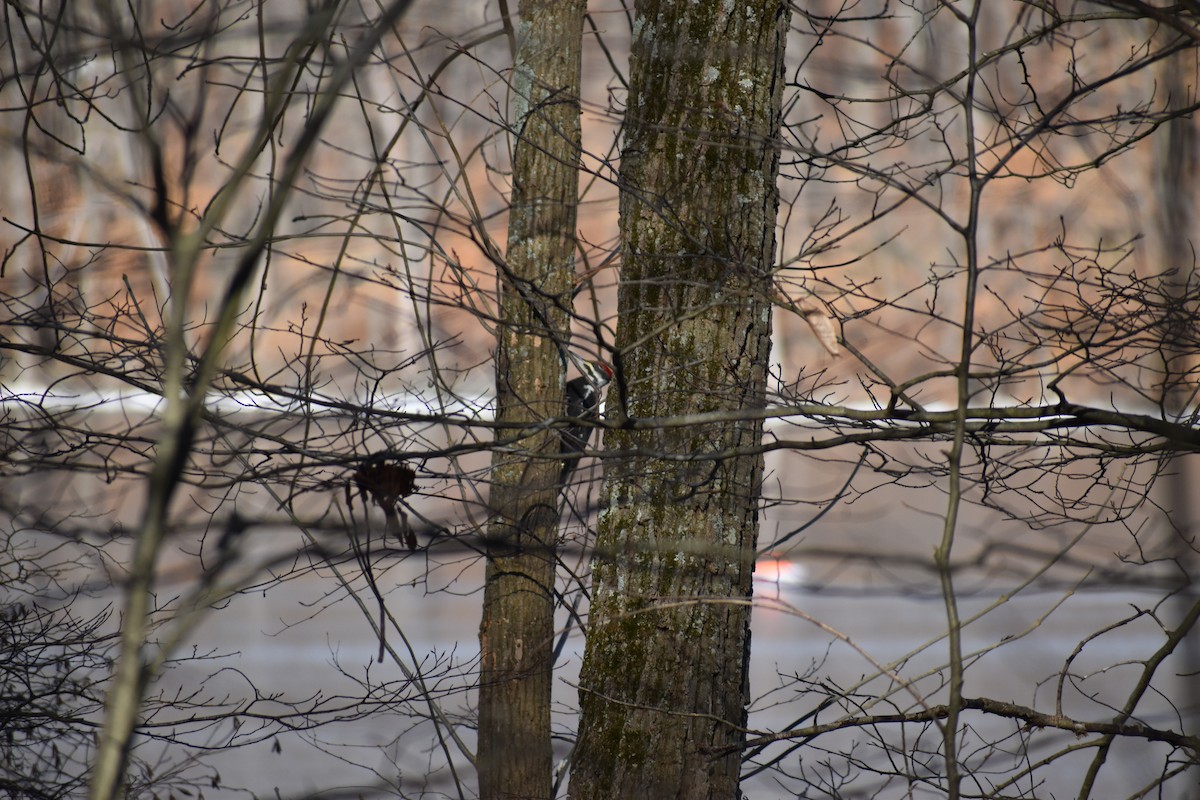 Pileated Woodpecker - ML638492060