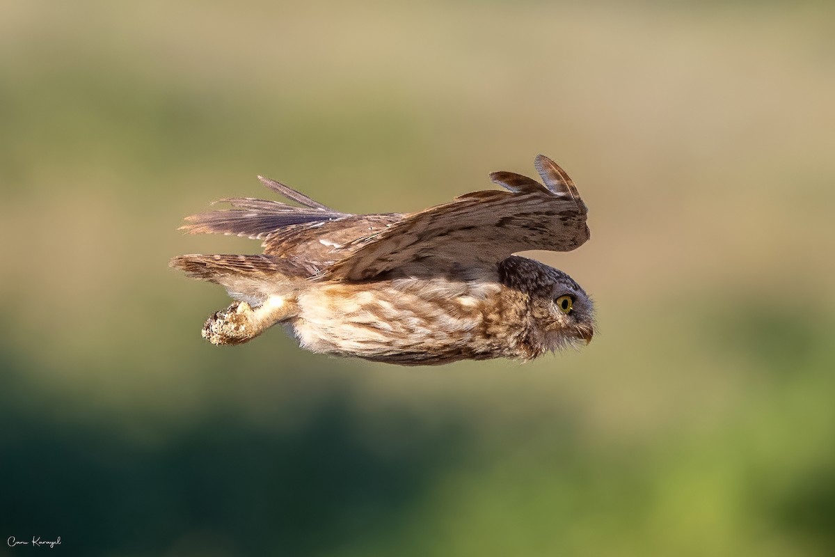 Little Owl - ML638492066