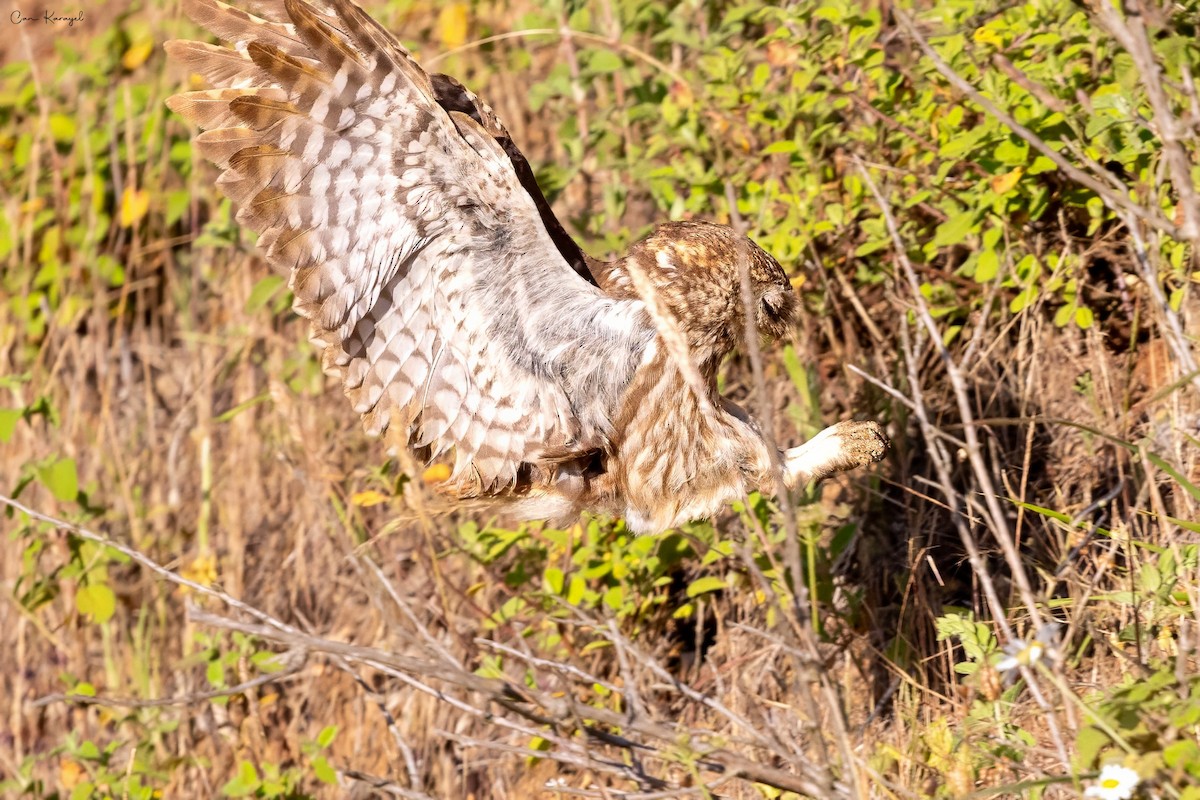 Little Owl - ML638492071