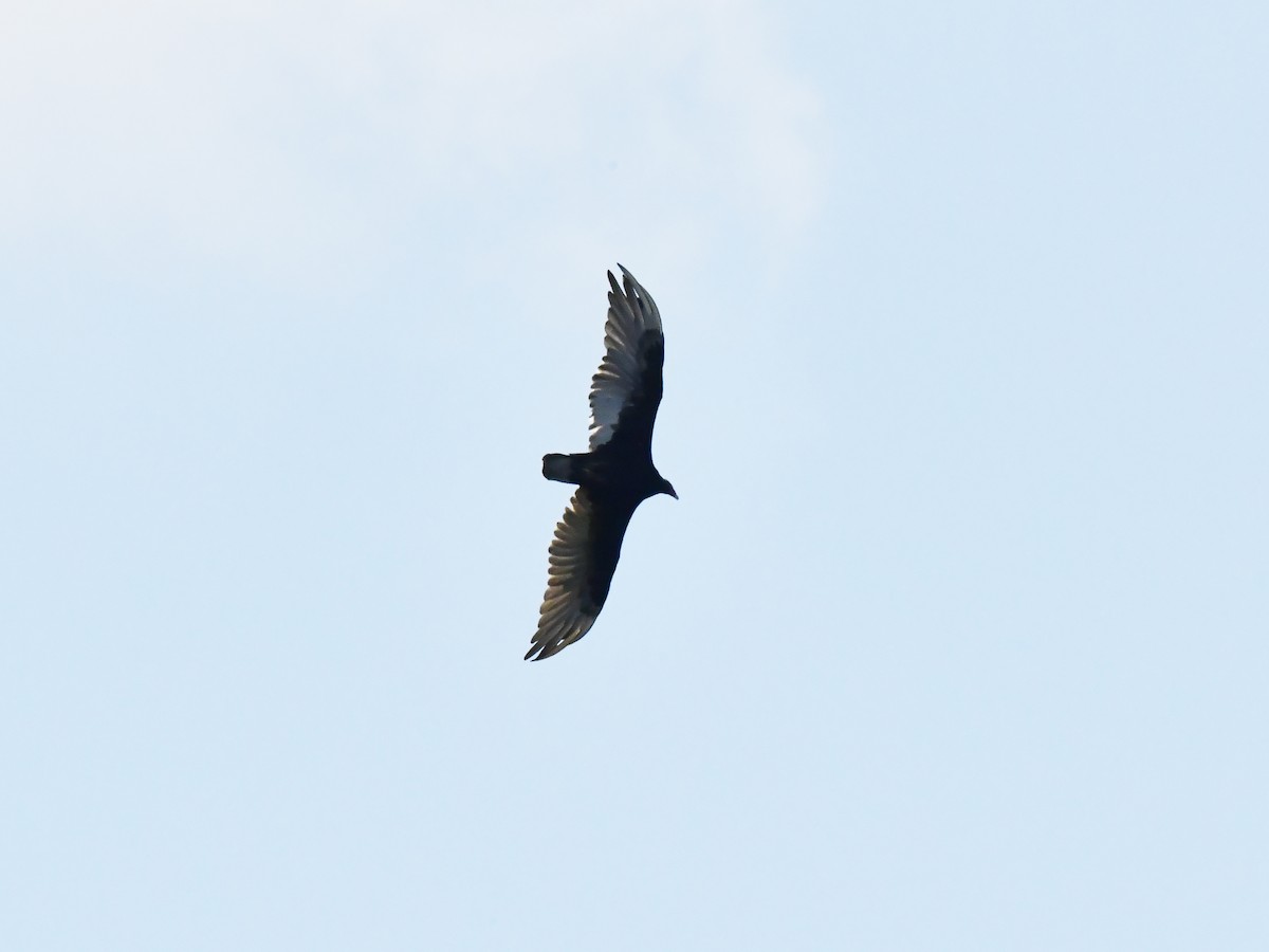 Turkey Vulture - ML638492072