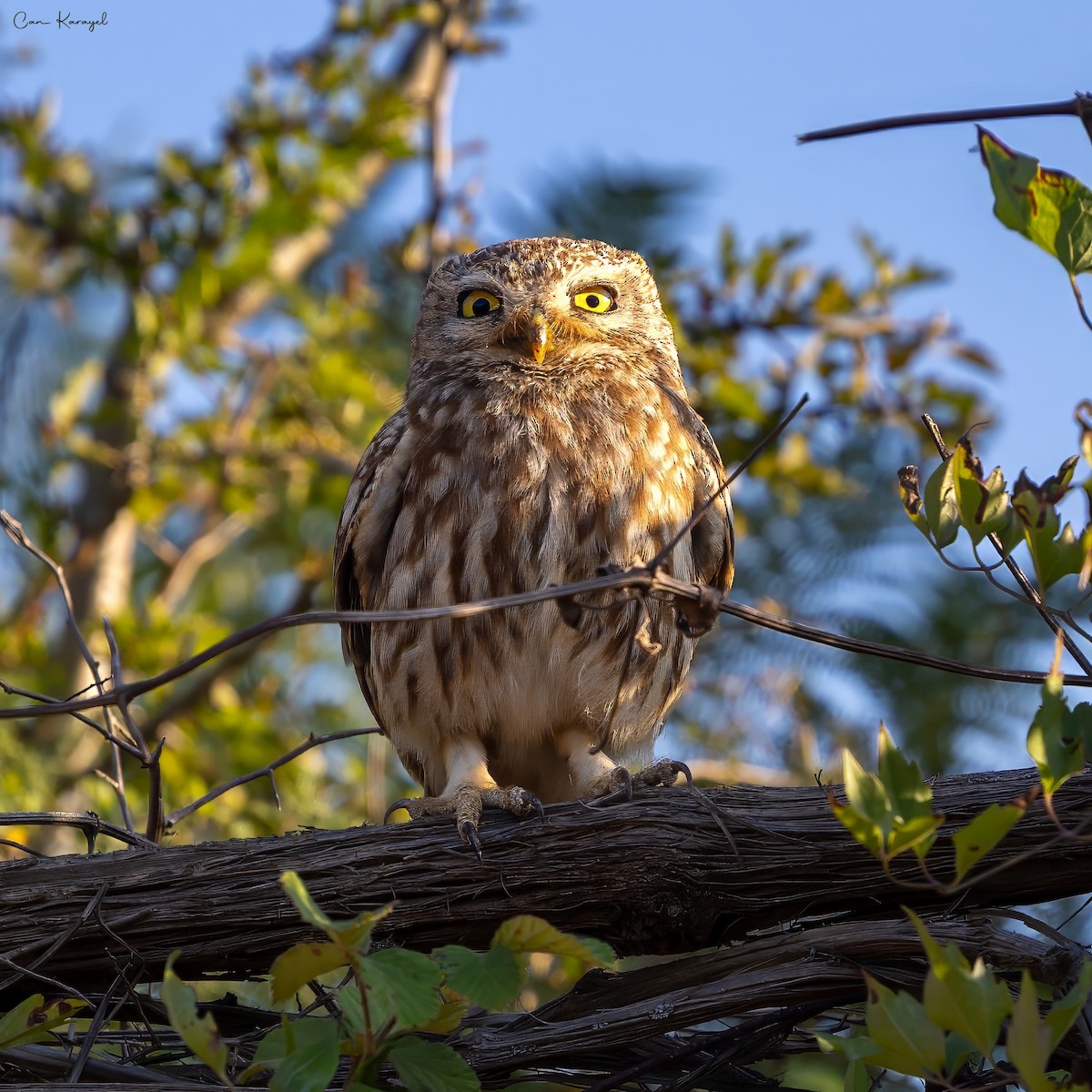 Little Owl - ML638492079