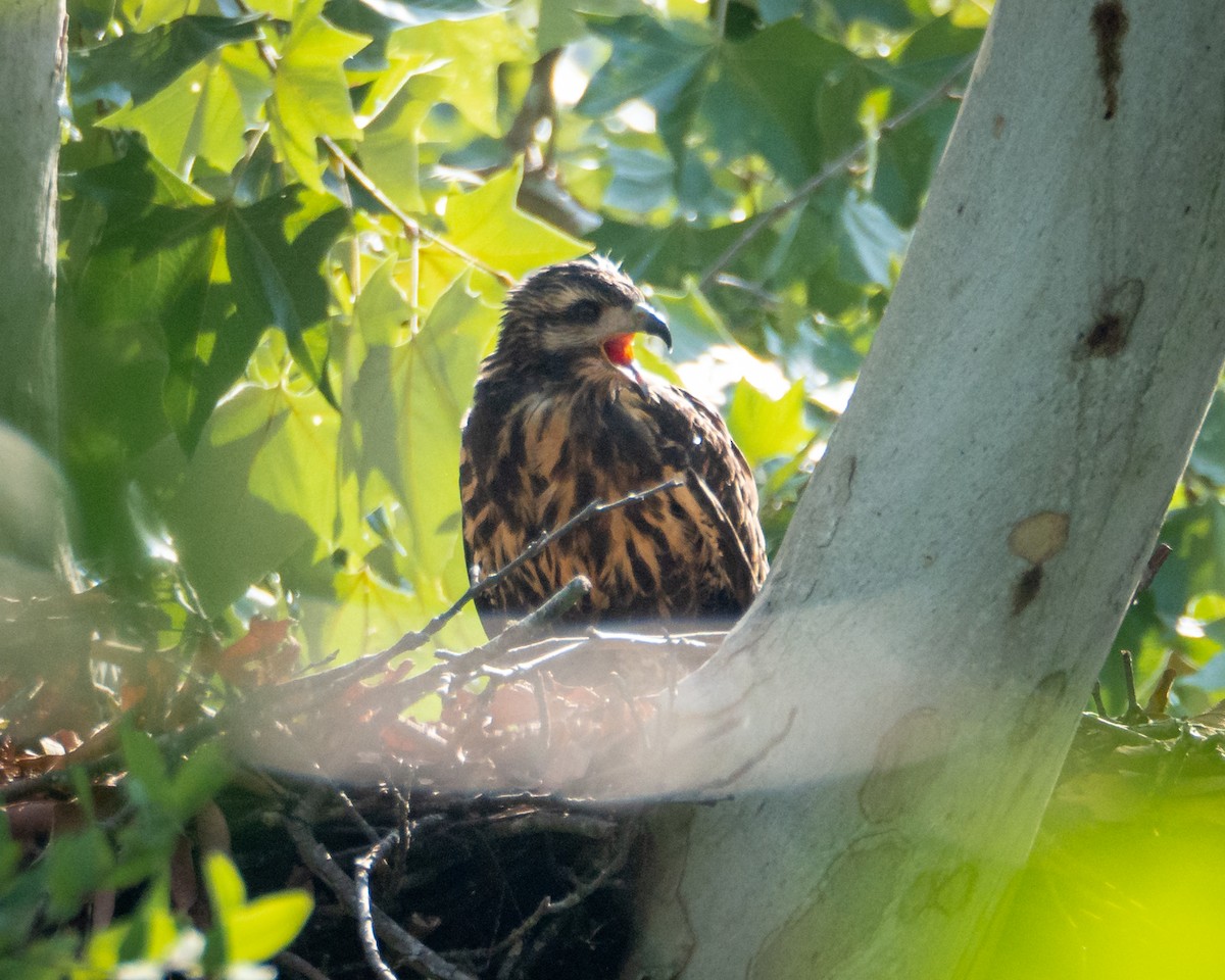 Common Black Hawk - ML638492087