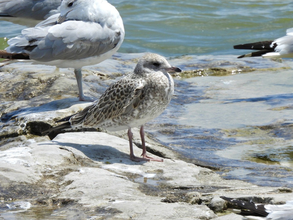 Ring-billed Gull - ML638492125