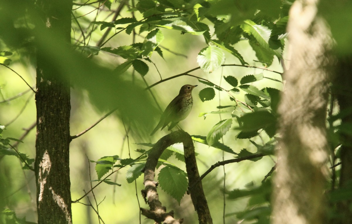 Swainson's Thrush - ML638492134