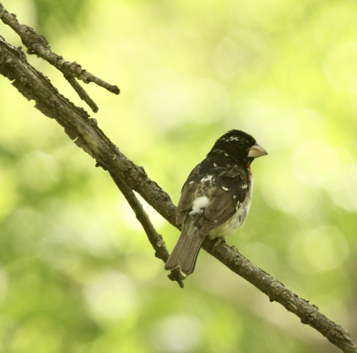 Rose-breasted Grosbeak - ML638492140
