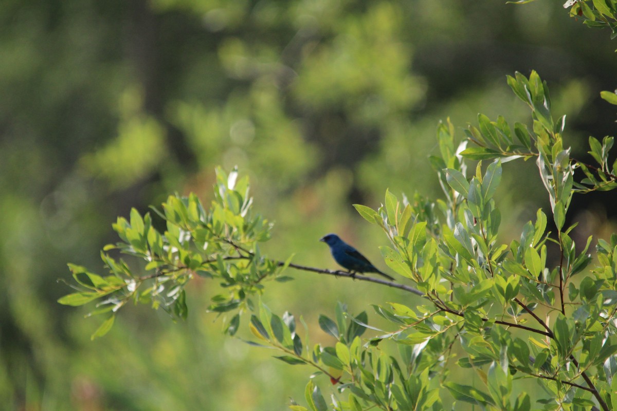 Indigo Bunting - ML638492181