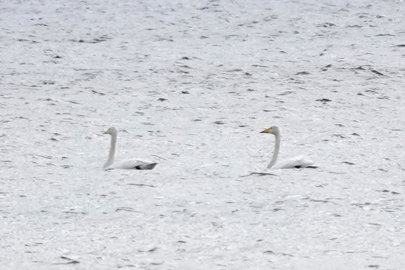 Cygne chanteur - ML638492210