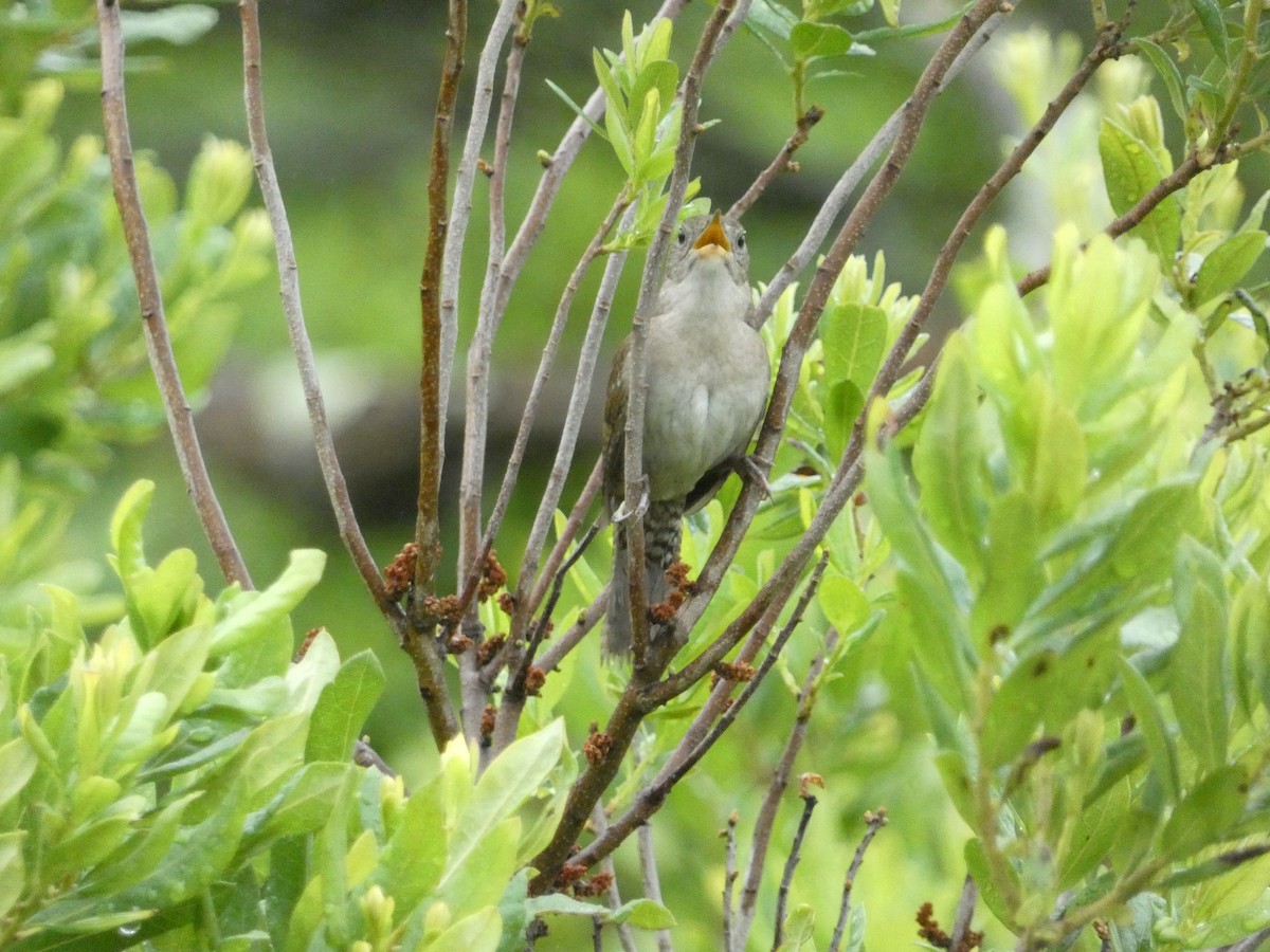 Northern House Wren - ML638492240