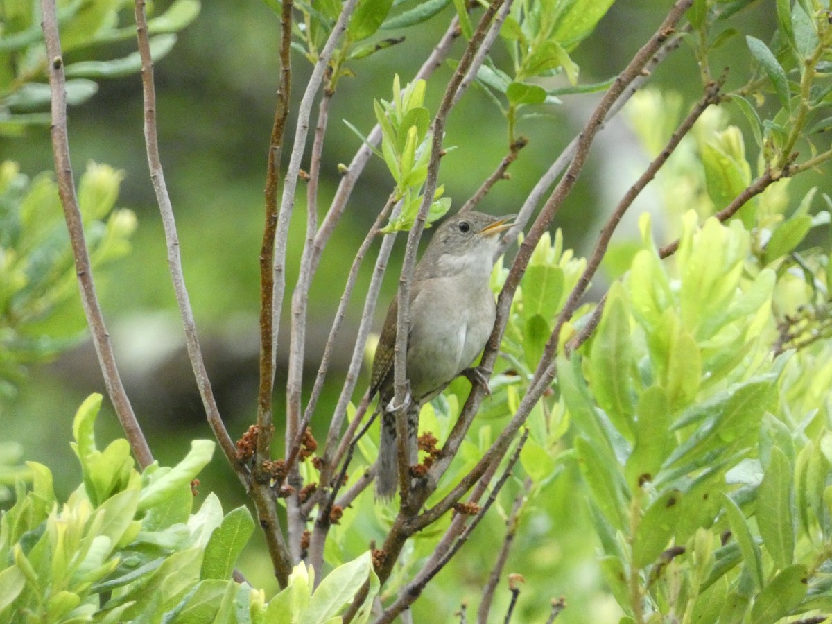 Northern House Wren - ML638492241