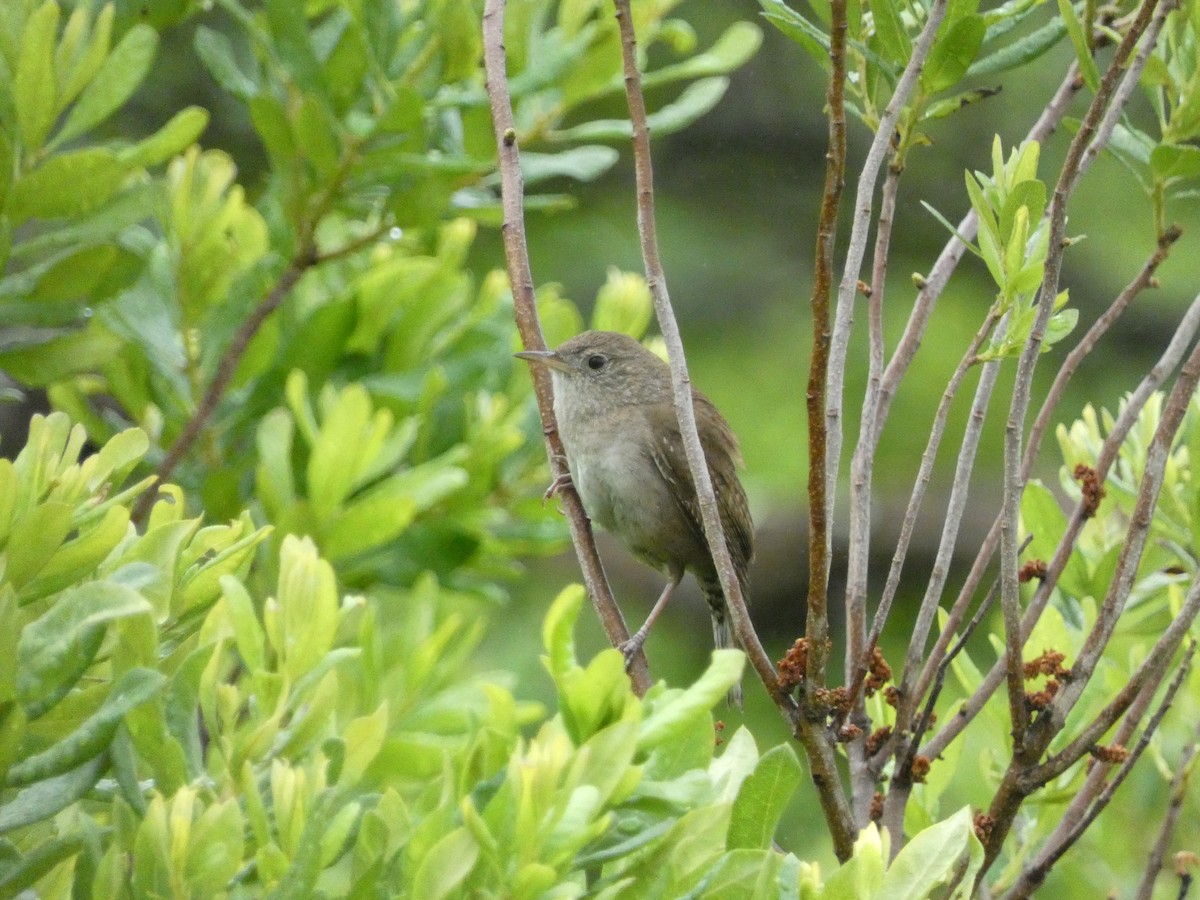 Northern House Wren - ML638492242