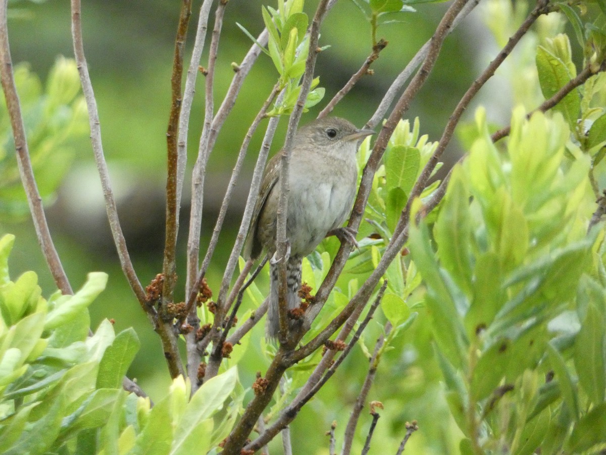 Northern House Wren - ML638492243