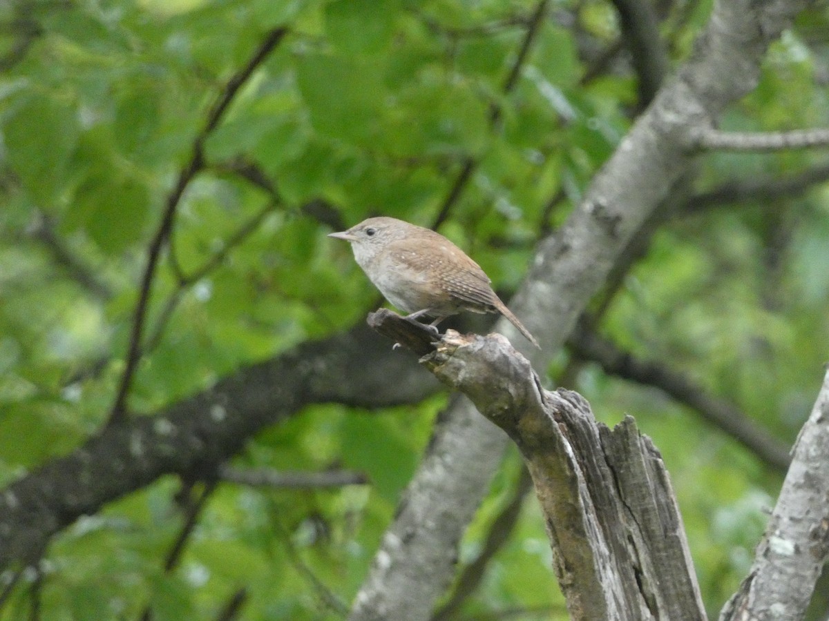 Northern House Wren - ML638492244