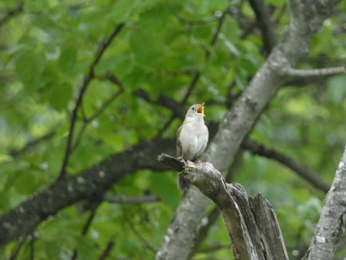 Northern House Wren - ML638492247