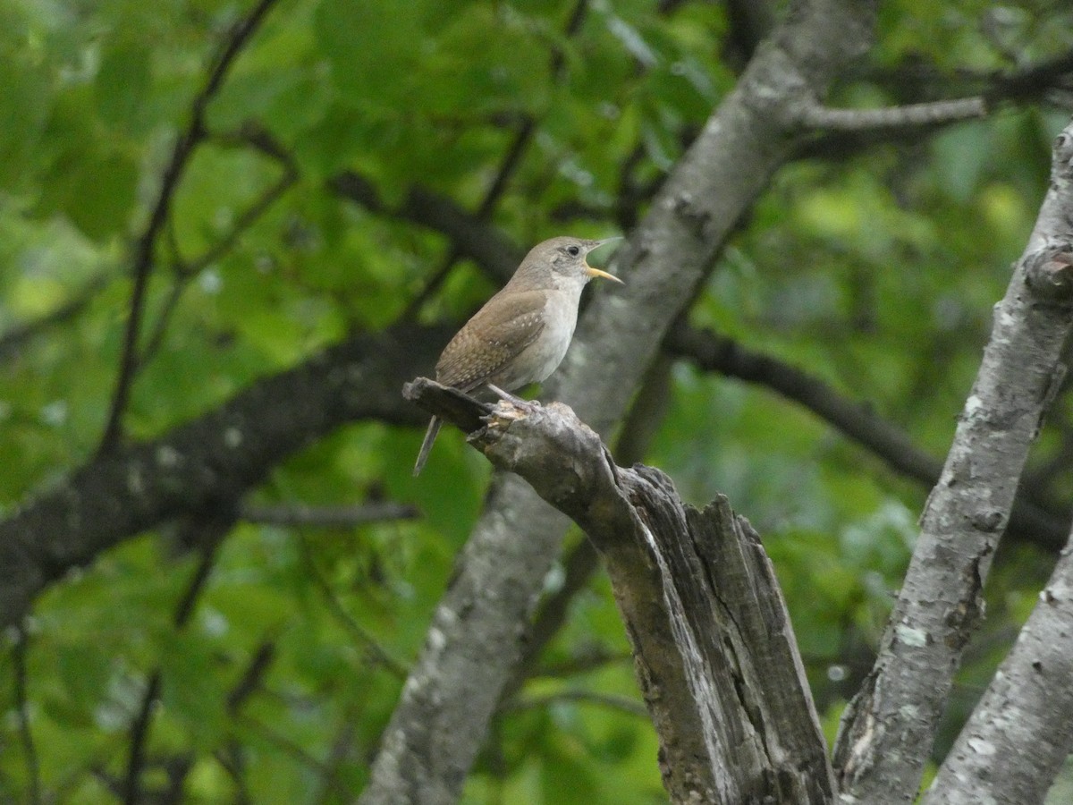 Northern House Wren - ML638492248