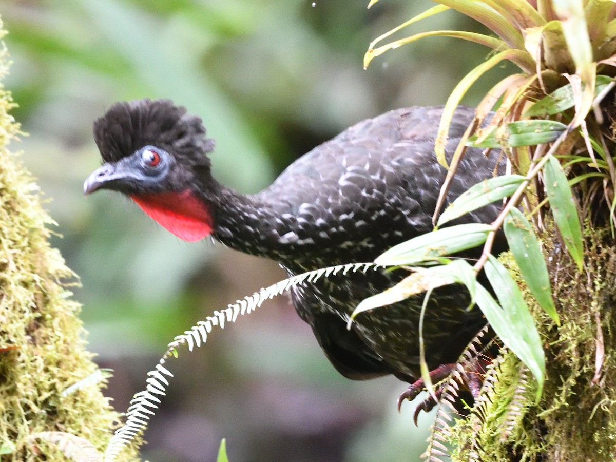 Crested Guan - ML638492257