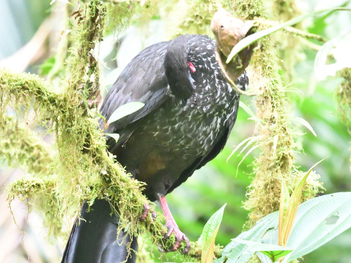 Crested Guan - ML638492258