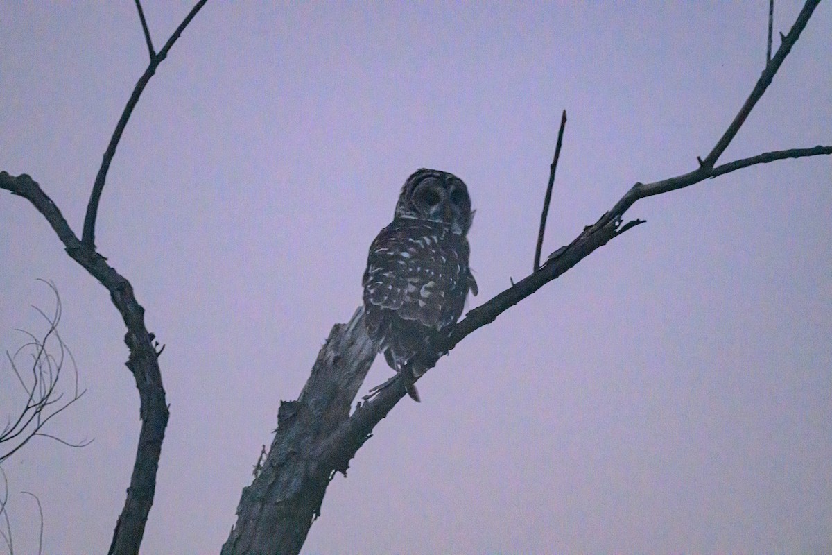 Barred Owl - ML638492277