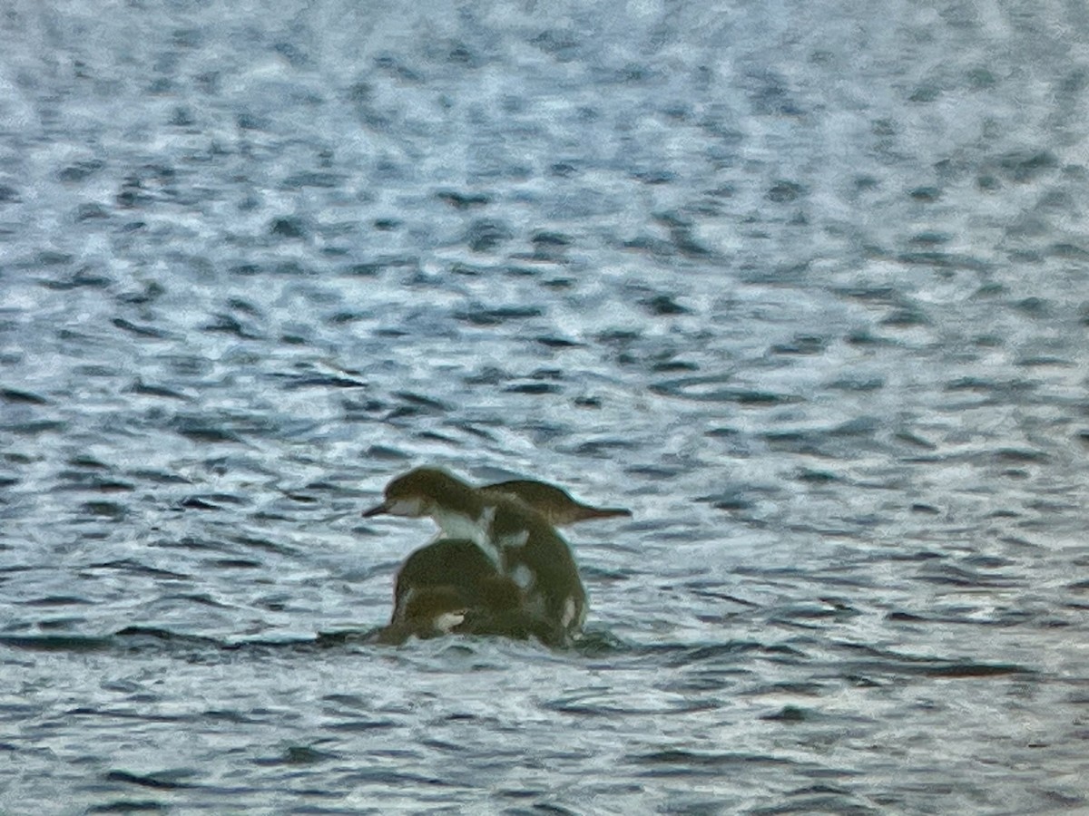 Common Merganser - ML638492280