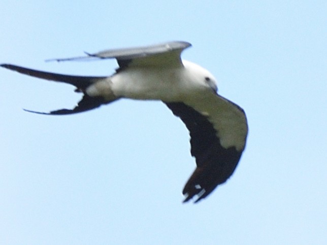 Swallow-tailed Kite - ML638492282