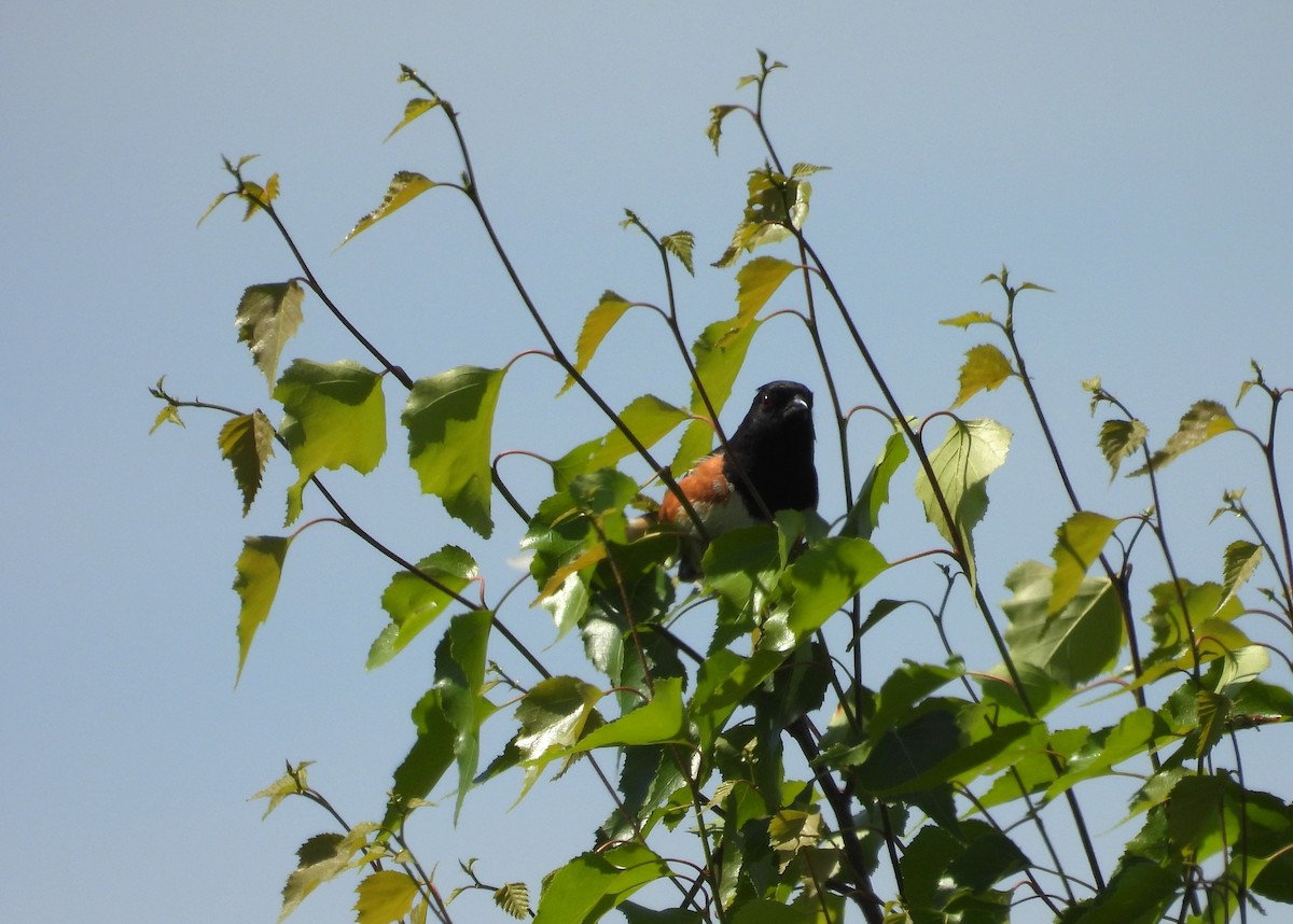 Eastern Towhee - ML638492283