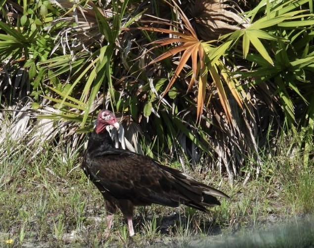 Turkey Vulture - ML638492285