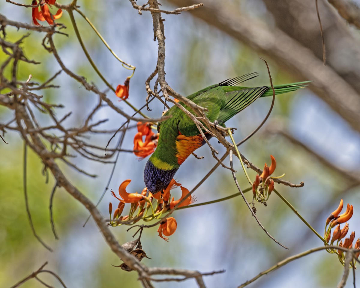 Rainbow Lorikeet - ML638492291