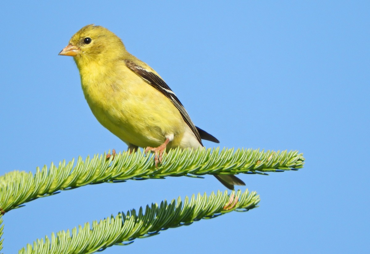 American Goldfinch - ML638492292