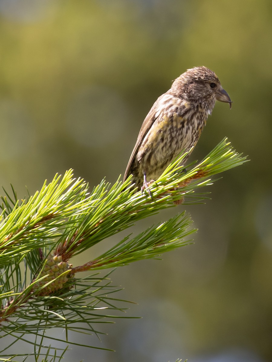 Red Crossbill - ML638492293