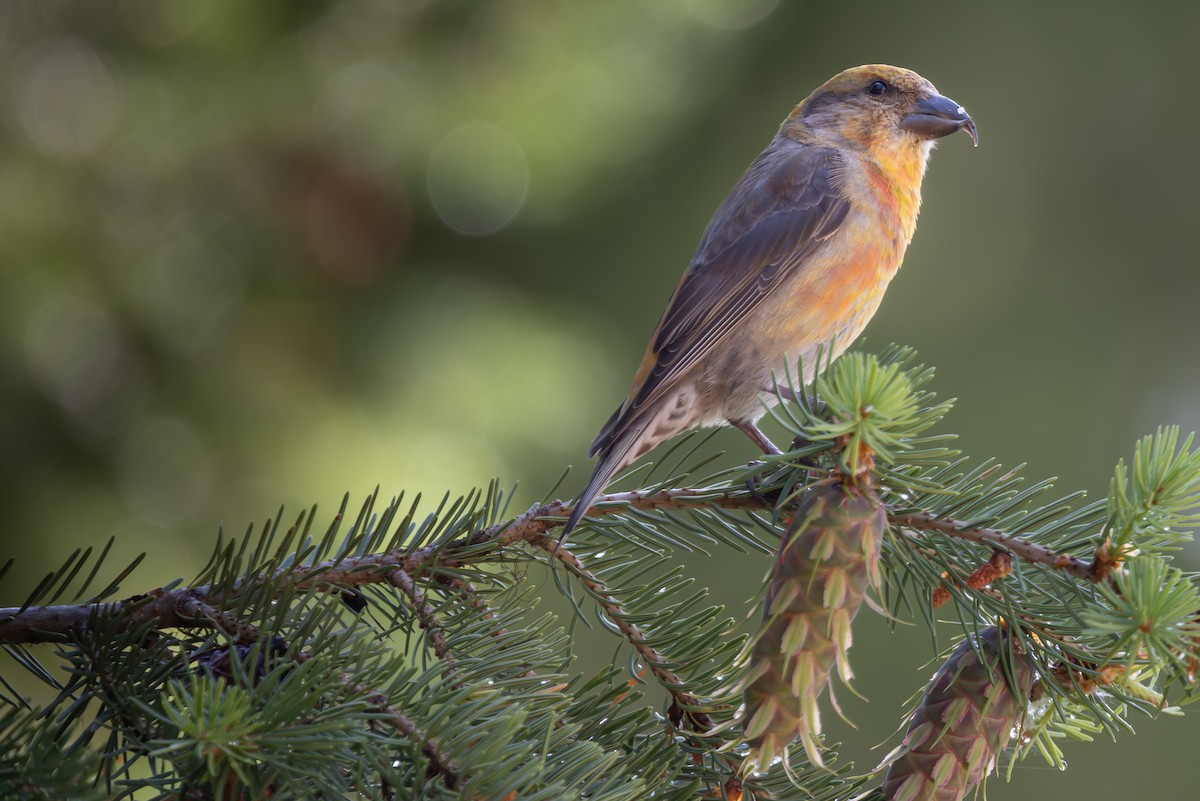 Red Crossbill - ML638492294