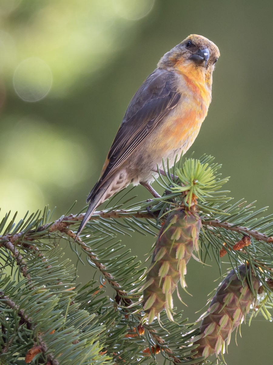 Red Crossbill - ML638492295